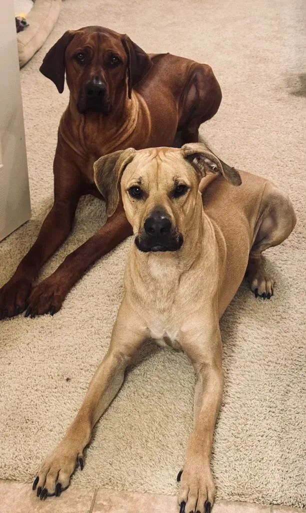 Two of Wilson's dogs resting together on the floor