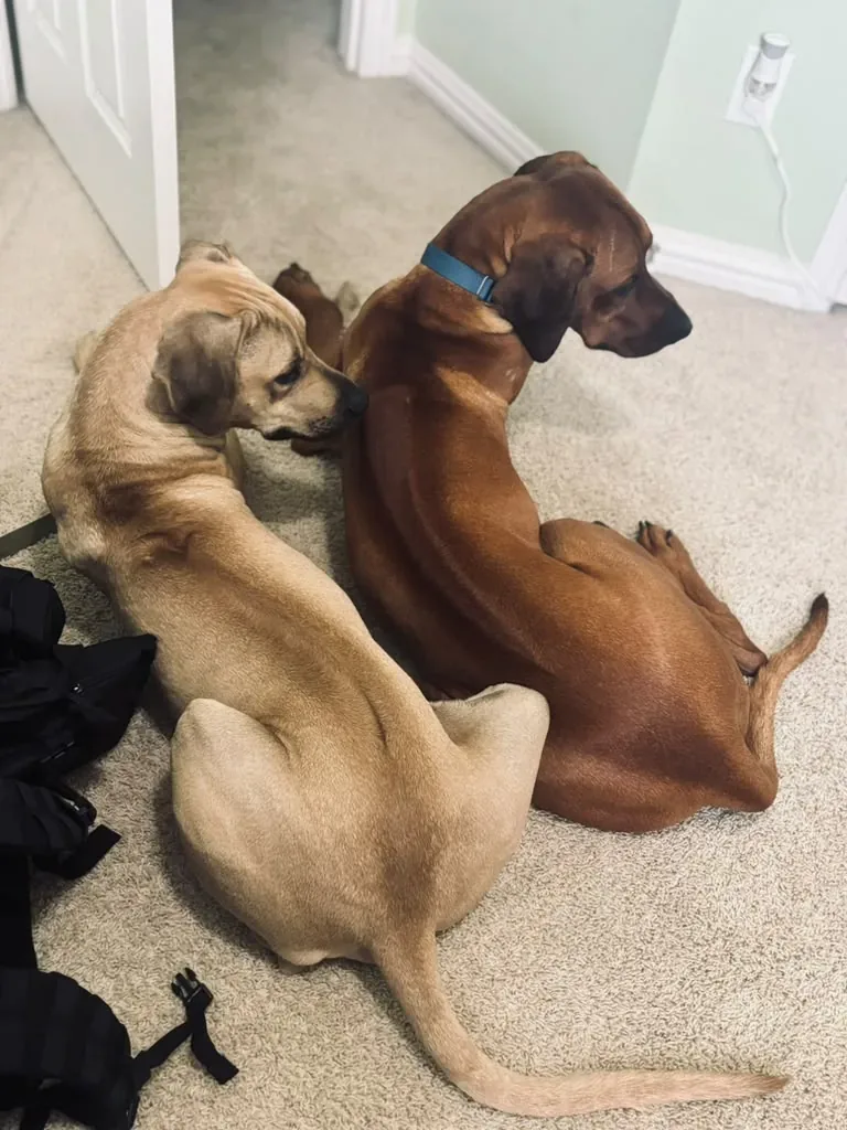 Wilson's two dogs lying side by side at home