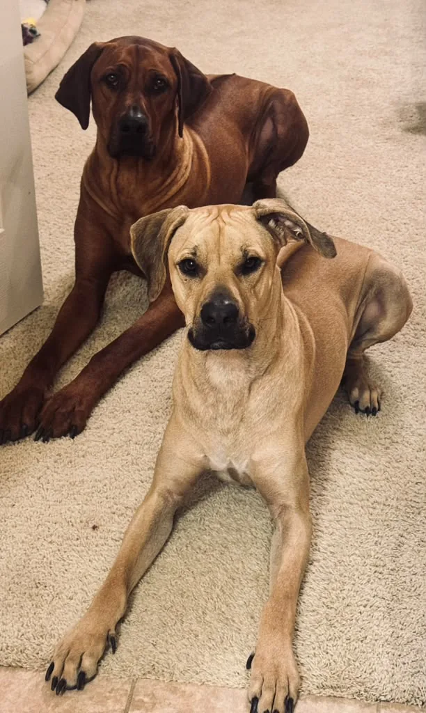 Two of Wilson's dogs resting together on the floor